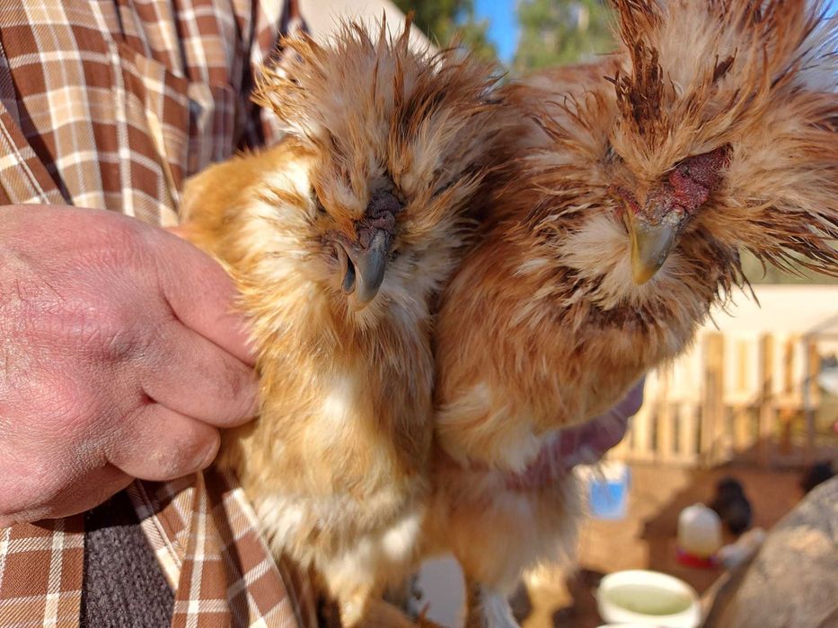 Fêmeas Sedosas Cremes