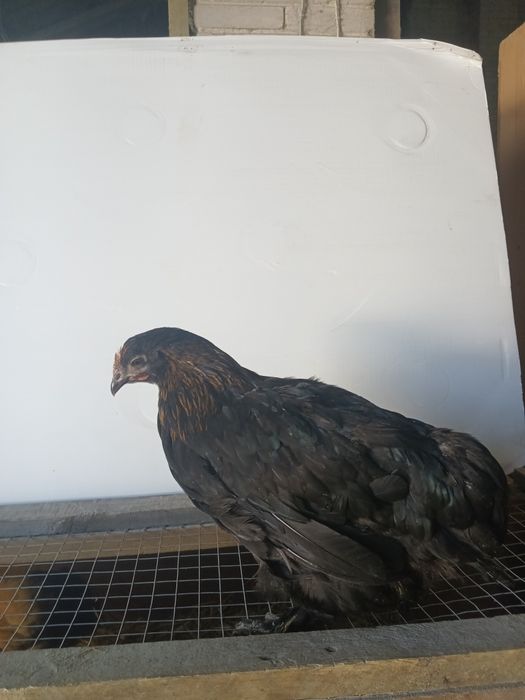 Brahma . Kurczaki sprzedam