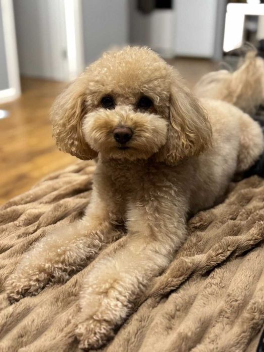 В’язка. Той-пудель, хлопчик, 3 роки — Київ, Осокорки