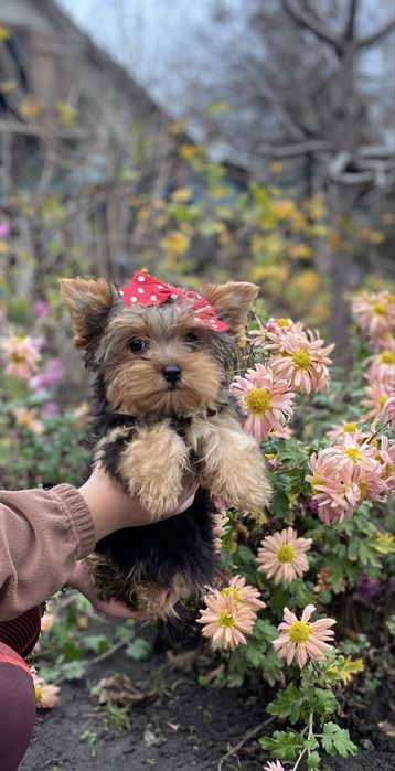 Дівчинка міні йорк красуня