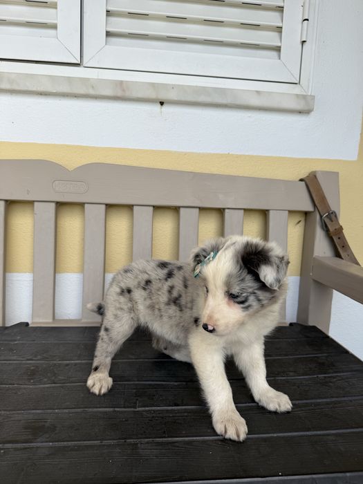 Border Collie Femea Merle linda com olhos azuis