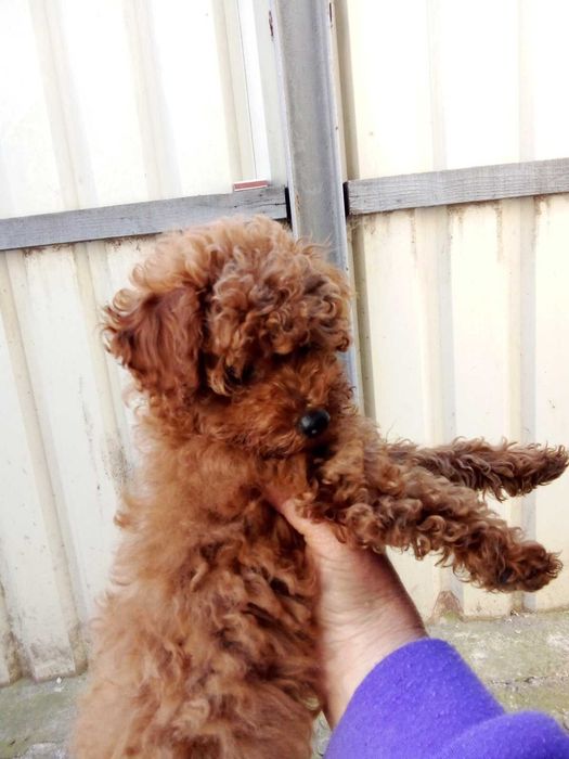 Пудель девочка ред