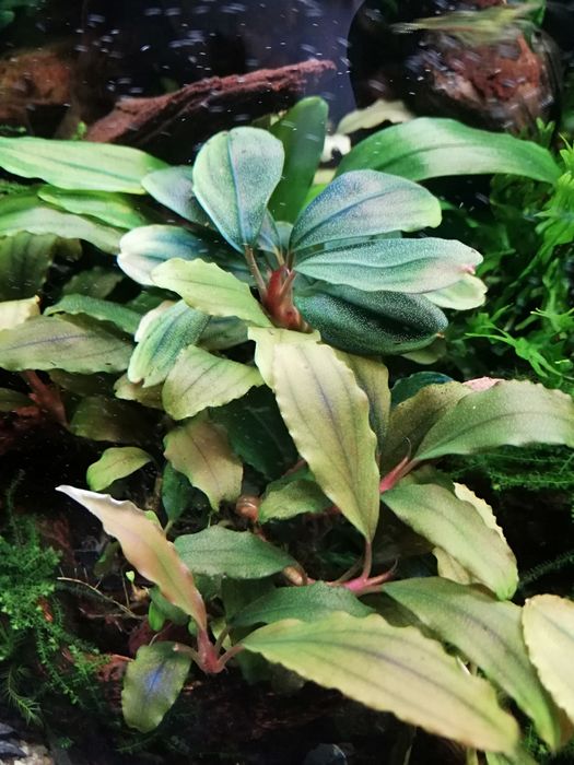 Bucephalandra 5 gatunków
