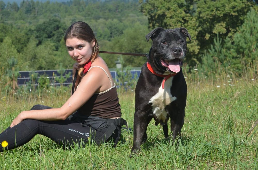 Ben- amstaff do adopcji