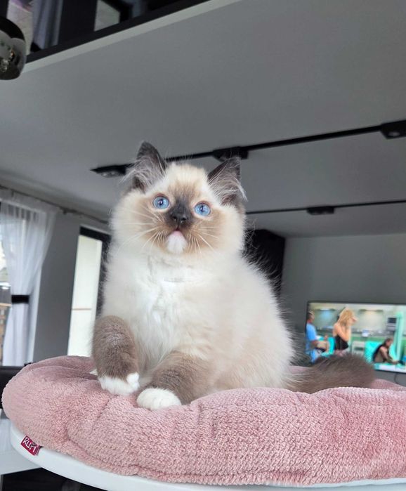 Ragdoll kotka z rodowodem FPL.