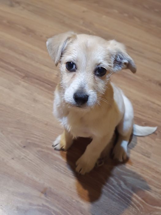 Sunia szuka rodzinki