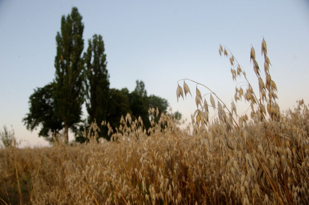 Owies Bingo tegoroczny