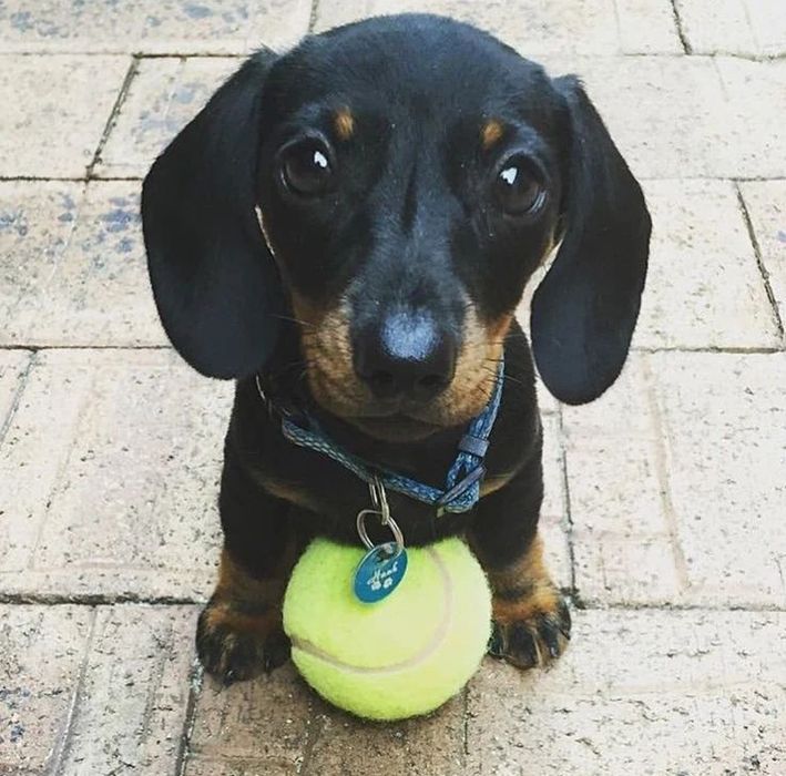 Чорнопідпалі таксята шукають сім'ю