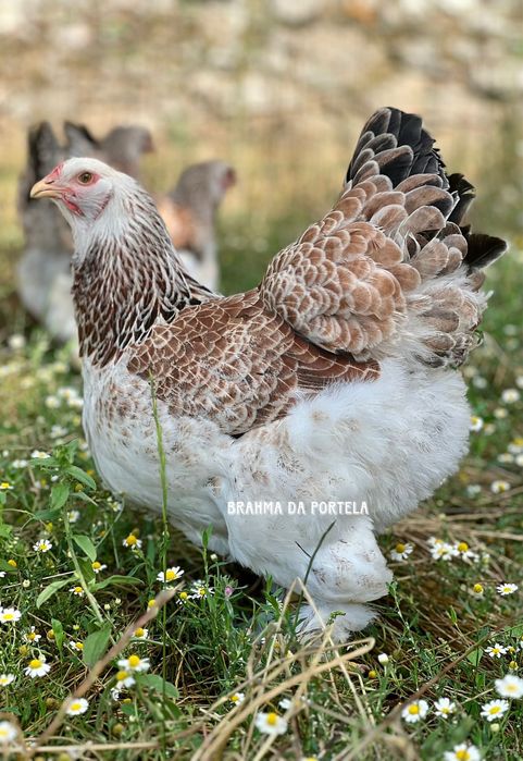 ( OVOS ) BRAHMA SALMÃO / BRAHMA BUFF / BRAHMA LIGTH