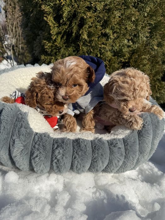 Цуцики міні мальтипу