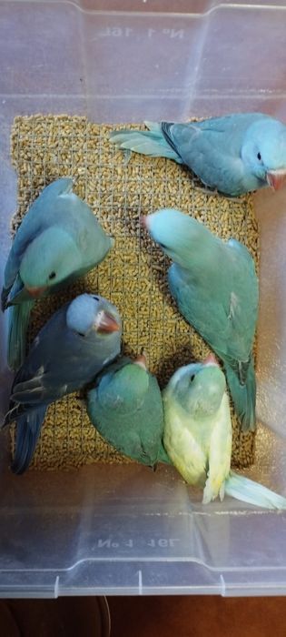 Ring necks criados a mão aves muito mansinhas tem várias cores