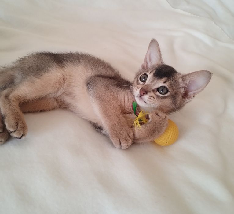 Абісинський хлопчик з документами