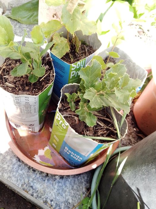 Cork Oaks, Oaks...64729871198722121