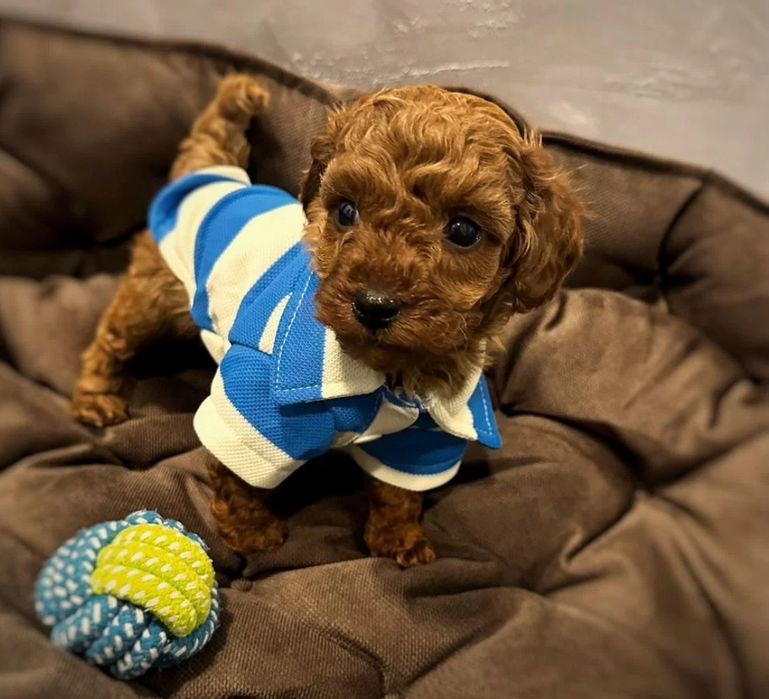 Той пудель супер хлопчик