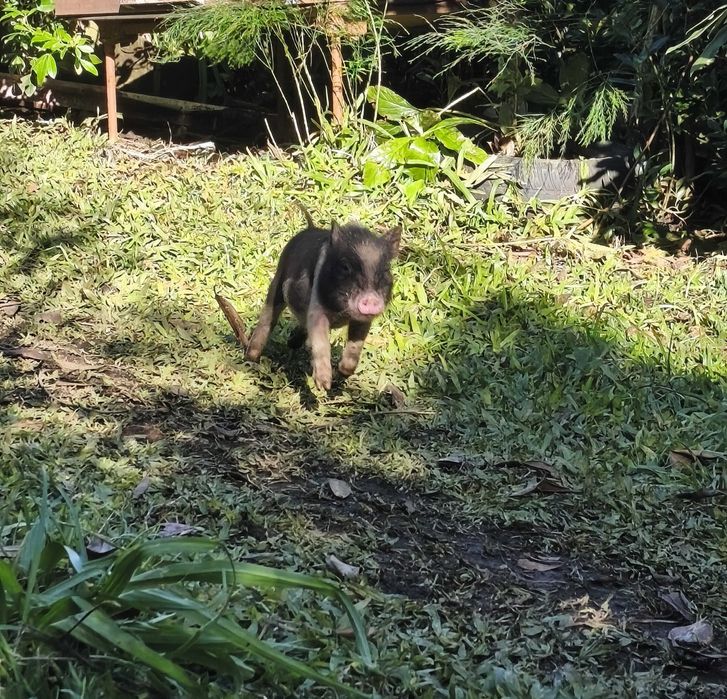 Porquinhos vietnamitas 2 meses