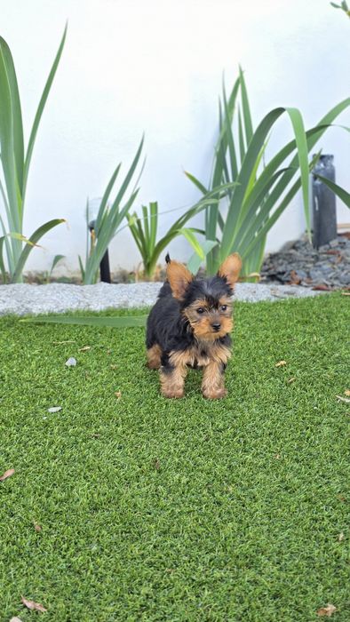 Yorkshire Terrier Macho