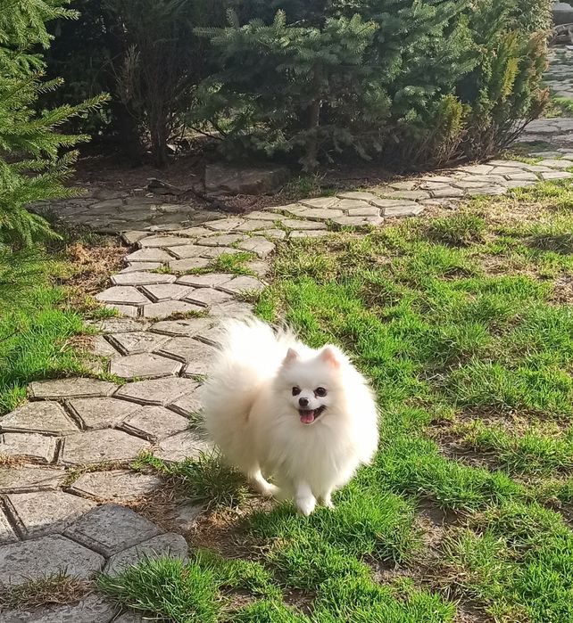 Бомбічний кобель Померанський Шпіц в'язка Є цуценята