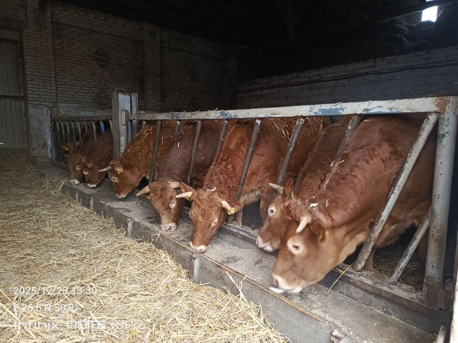 Sprzedam jałówki cielne 4 sztuki