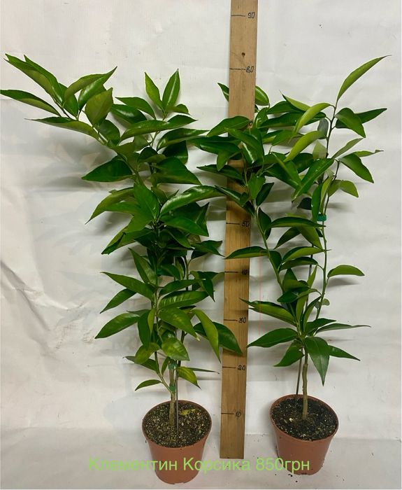 Клементин кумкват апельсин