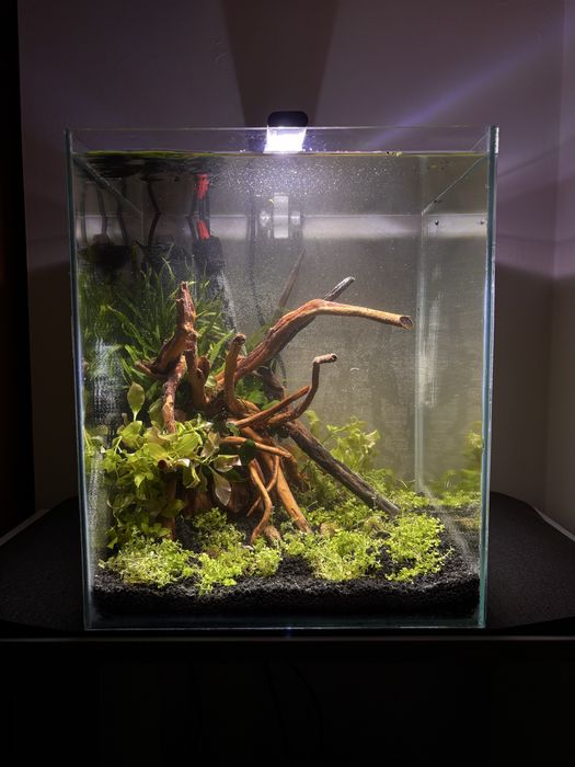 Zakładanie profesjonalnych akwariów - aquascaping