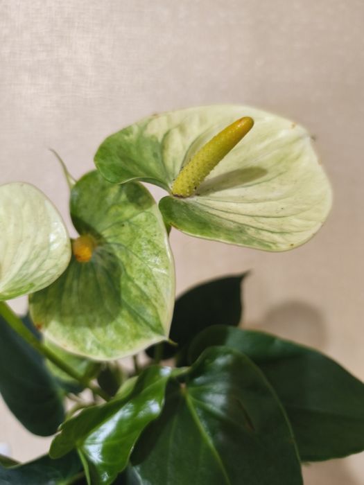 Антуріум 4 сорта