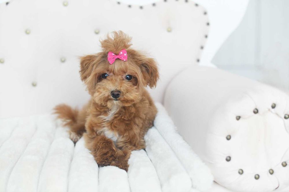 Maltipoo-sliczna suczka xs