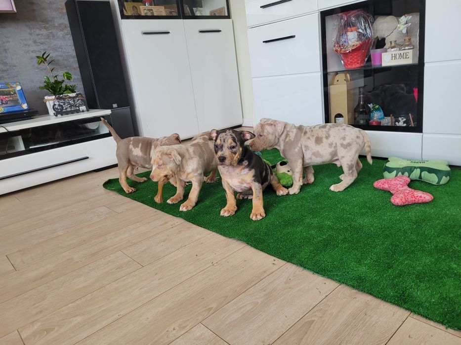 American bully lilacc tri merle