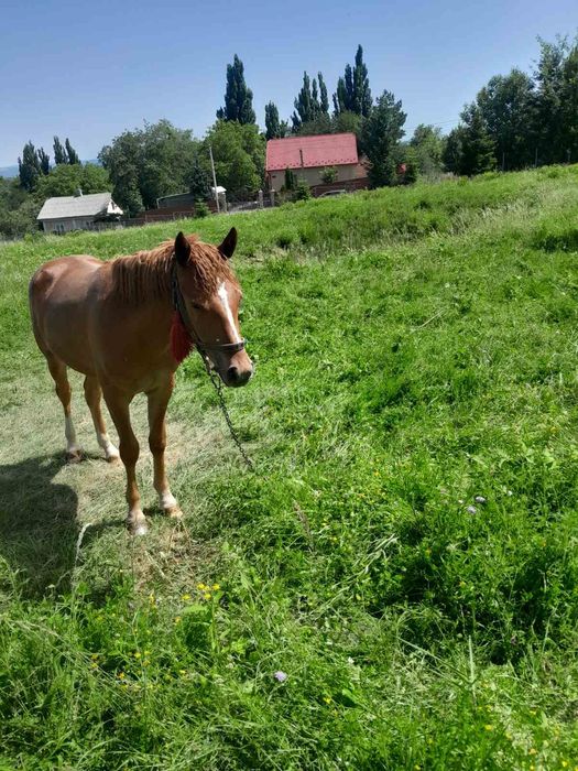 Продаю кобилу .Вік 9 років.