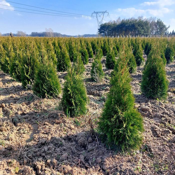 TUJA SZMARAGD od 80 do 130 cm TANIO