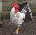 Продам півня Бірківська барвиста