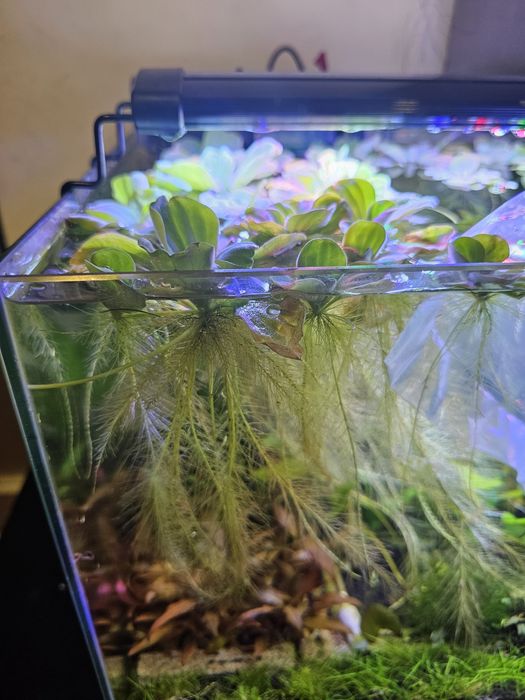 Alface de agua e outras Plantas de superfície aquário