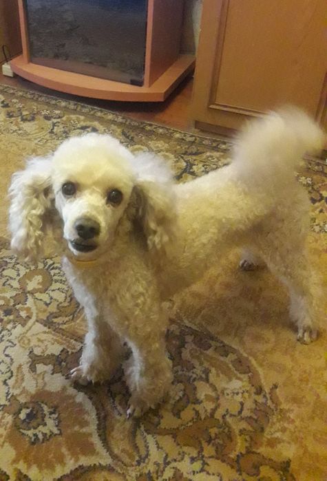 Пудель для вязки