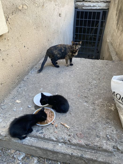 6 котят и мама кошка, ищут дом