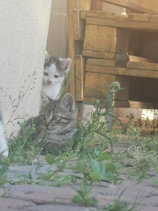 Kociaki do wzięcia