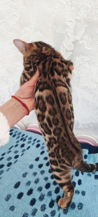 Бенгальская клубная кошечка 4 мес.