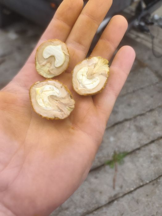 Orzech Czarny na zalesienie