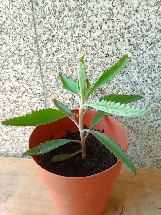 Muda de Suculenta Aranto – Planta Ornamental Fácil de Cuidar