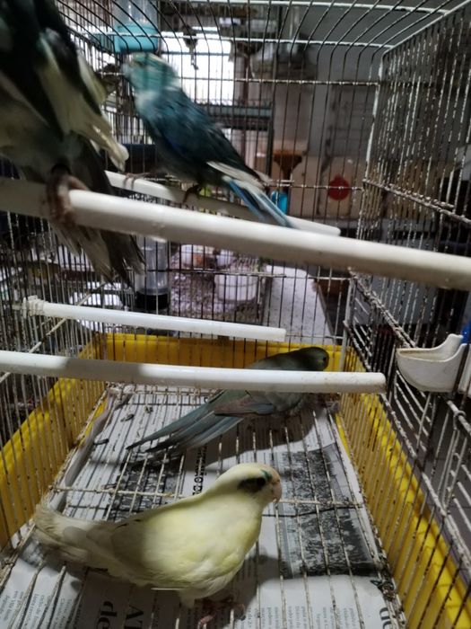 kakarikis disponiveis