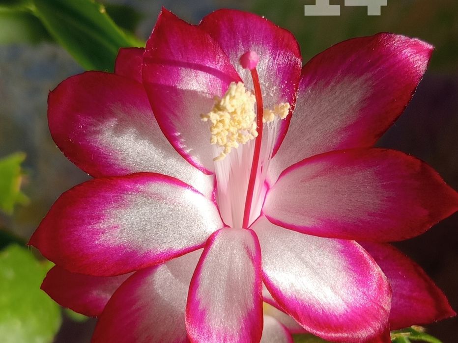 Шлюмбергера Samba Brazil , вкорінені живці.