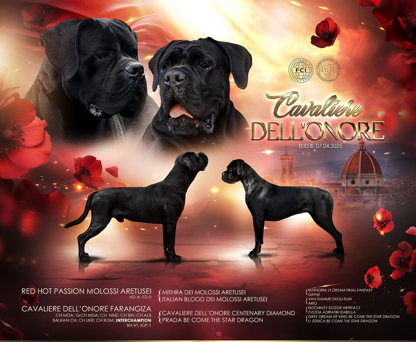 Цуценята від Интерчемпина