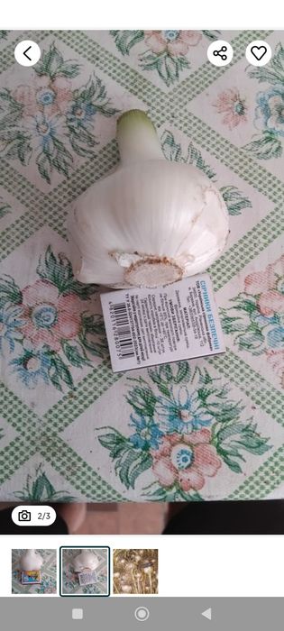 Чеснок Рокамболь