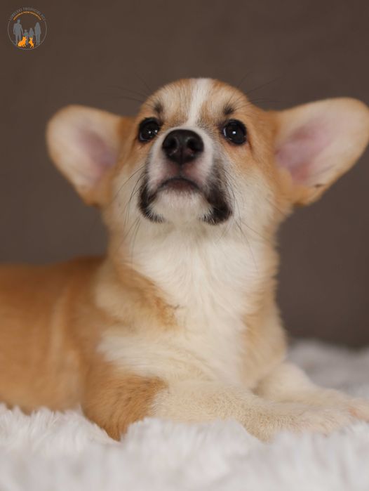 Welsh Corgi Pembroke ZKwP FCI po Championie rezerwacja