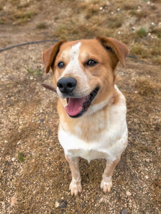 Sebastião - médio grande para adoção