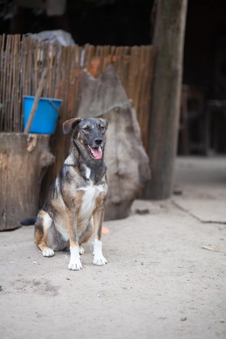 Стерилизованая добрая собака Триша