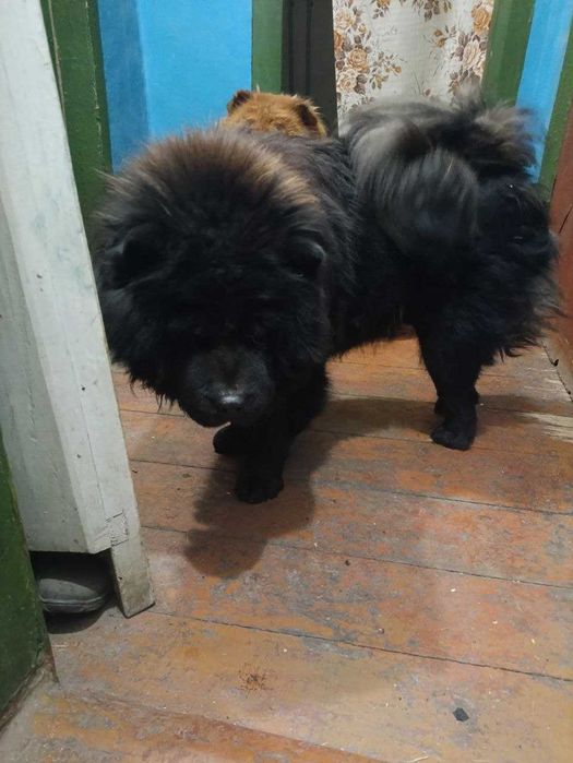 Продам Щенята Чау Чау