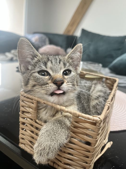 Kotki do adopcji
