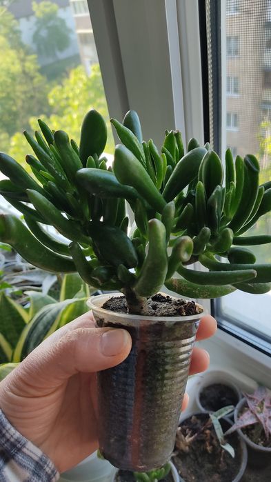 Красула рупестріс (наскальна) , Crassula rupestris сукулент
