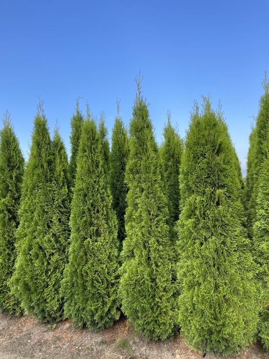 Tuja Szmaragd 250cm ‼️PRODUCENT‼️ thuje szmaragdowe