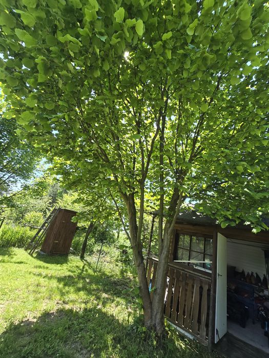 Działka ROD im Obrońców Modlina