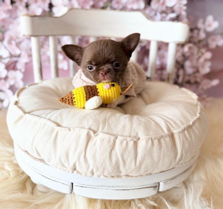 ***ZAREZERWOWANY Maleńki prześliczny chłopczyk chihuahua***